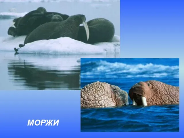 МОРЖИ