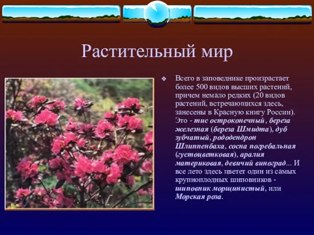 Растительный мир Всего в заповеднике произрастает более 500 видов высших растений, причем