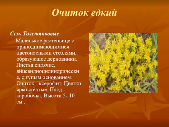 Очиток едкий Сем. Толстянковые Маленькое растеньице с приподнимающимися цветоносными стеблями, образующее дерновинки.