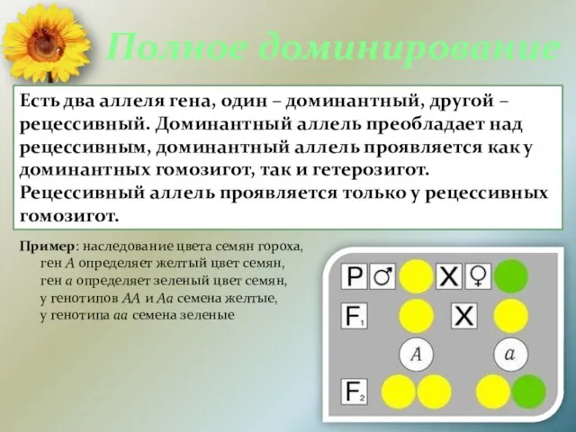 Полное доминирование Есть два аллеля гена, один – доминантный, другой – рецессивный.