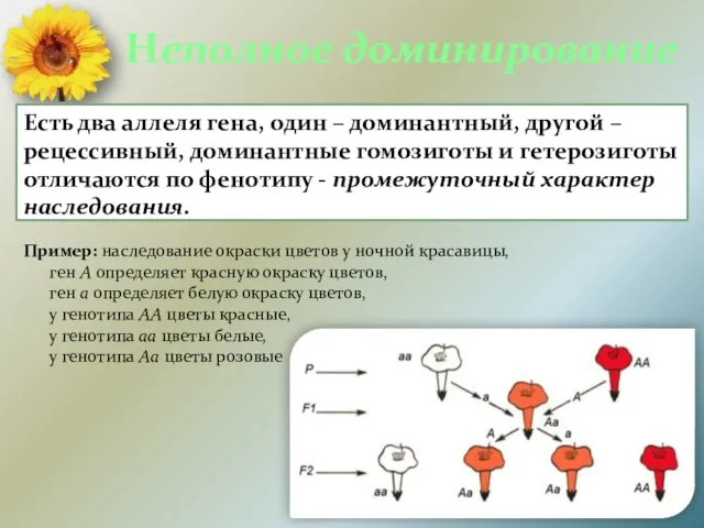 Неполное доминирование Есть два аллеля гена, один – доминантный, другой – рецессивный,