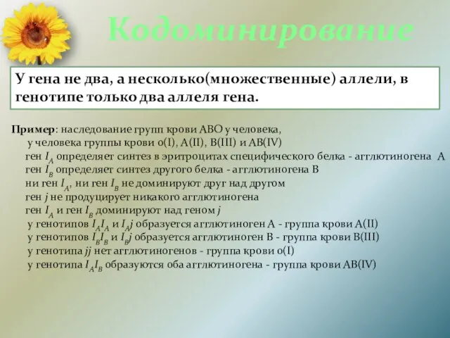 Кодоминирование У гена не два, а несколько(множественные) аллели, в генотипе только два