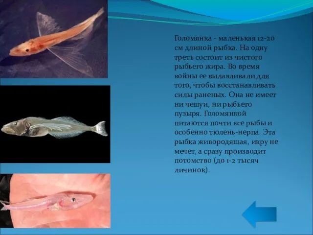 Голомянка - маленькая 12-20 см длиной рыбка. На одну треть состоит из