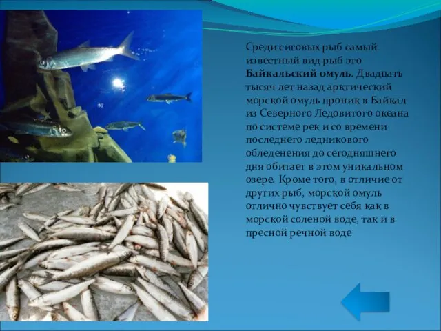 Среди сиговых рыб самый известный вид рыб это Байкальский омуль. Двадцать тысяч