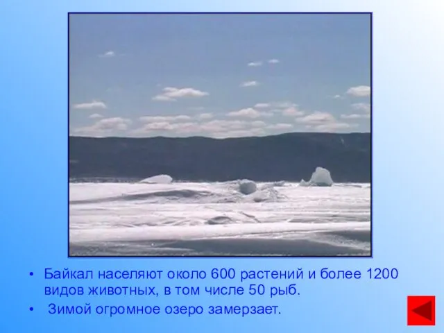 Байкал населяют около 600 растений и более 1200 видов животных, в том