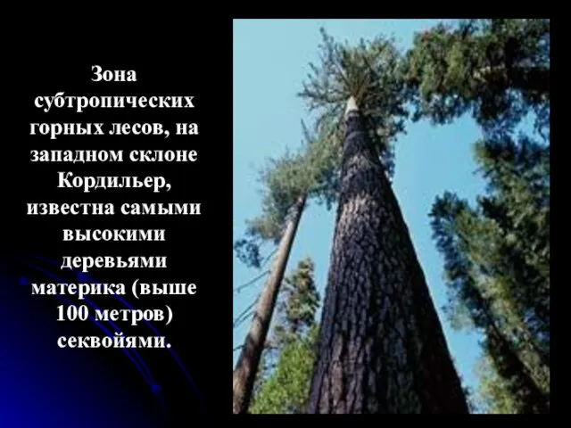 Зона субтропических горных лесов, на западном склоне Кордильер, известна самыми высокими деревьями