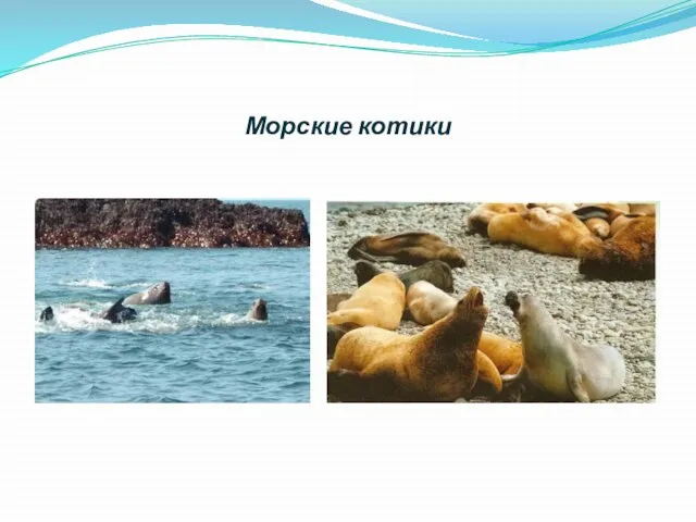 Морские котики