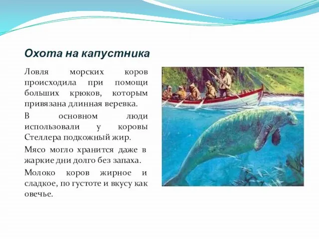 Охота на капустника Ловля морских коров происходила при помощи больших крюков, которым