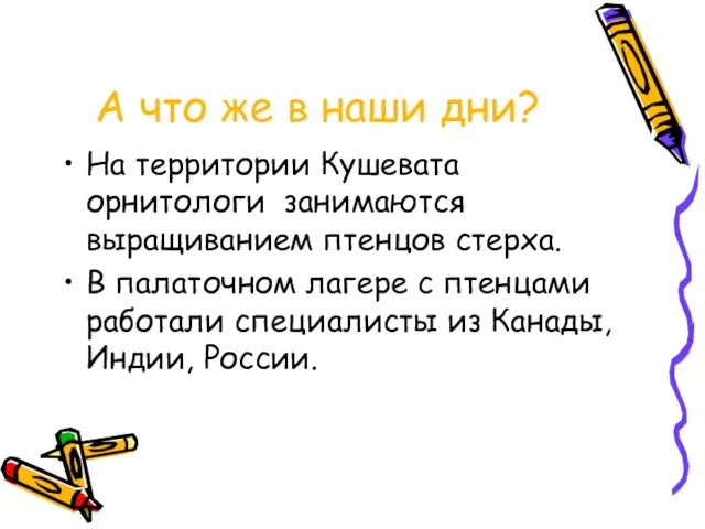 А что же в наши дни? На территории Кушевата орнитологи занимаются выращиванием