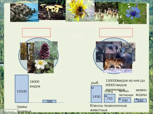 Органический мир Растения Животные 18000 видов 130000видов из них до 90000 видов
