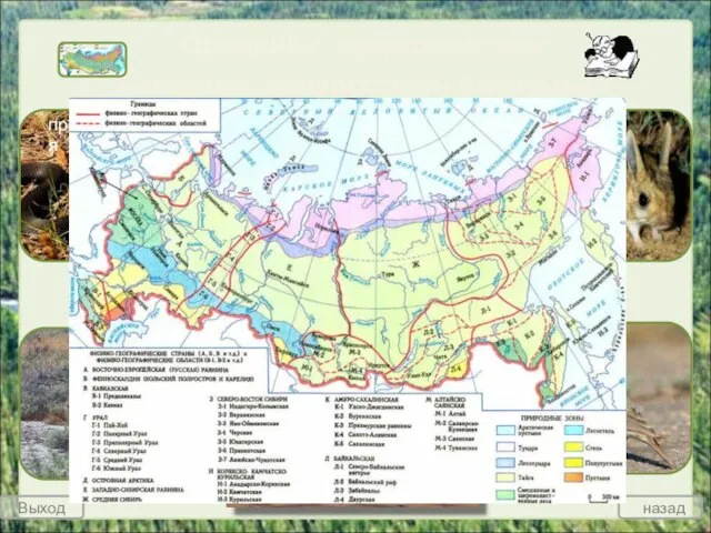Основные представители животных полупустынь и пустынь России копытные грызуны птицы пресмыкающиеся Животные