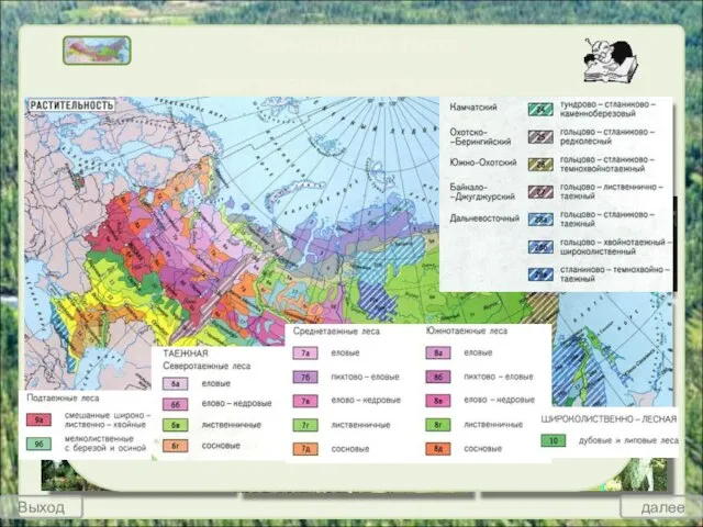 Основные типы растительности лесов России Таёжные леса произрастают в условиях избыточного и