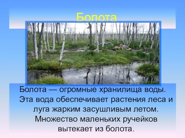 Болота Болота — огромные хранилища воды. Эта вода обеспечивает растения леса и