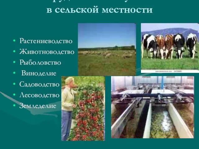 Труд жителей Кубани в сельской местности Растениеводство Животноводство Рыболовство Виноделие Садоводство Лесоводство Земледелие