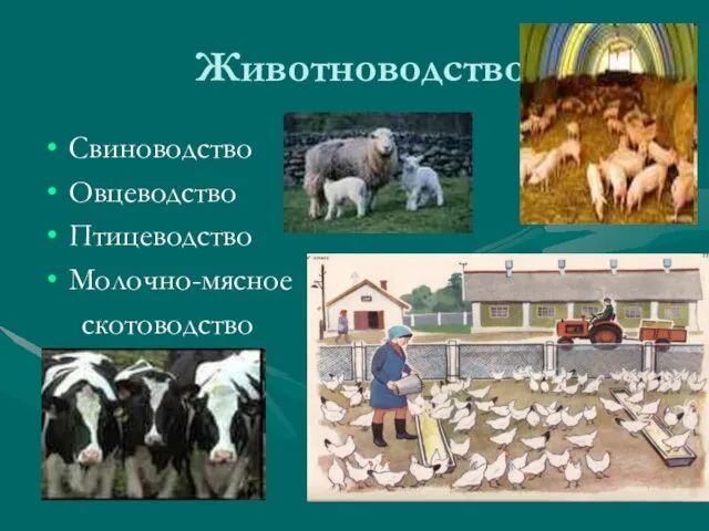 Животноводство Свиноводство Овцеводство Птицеводство Молочно-мясное скотоводство