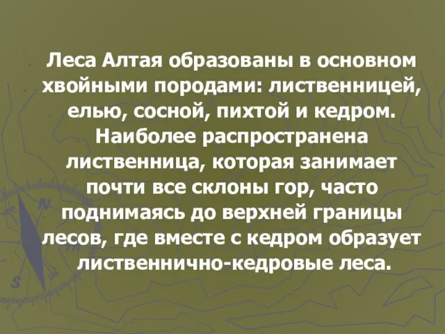 Леса Алтая образованы в основном хвойными породами: лиственницей, елью, сосной, пихтой и