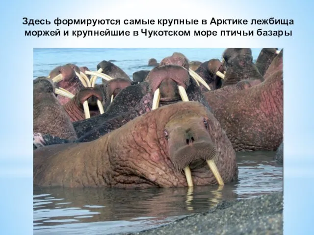 Здесь формируются самые крупные в Арктике лежбища моржей и крупнейшие в Чукотском море птичьи базары