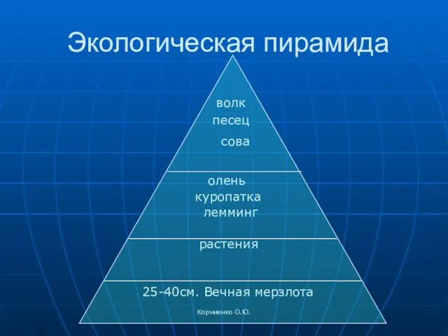 Корниенко О.Ю. Экологическая пирамида волк песец сова олень куропатка лемминг растения 25-40см. Вечная мерзлота