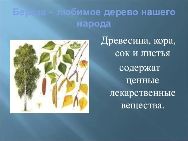 Береза – любимое дерево нашего народа Древесина, кора, сок и листья содержат ценные лекарственные вещества.