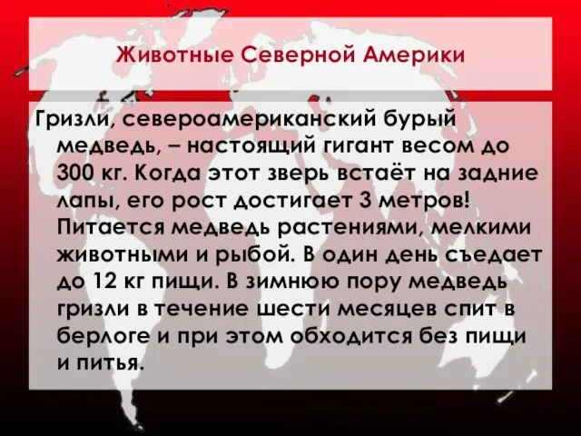 Животные Северной Америки Гризли, североамериканский бурый медведь, – настоящий гигант весом до