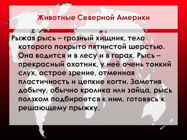 Животные Северной Америки Рыжая рысь – грозный хищник, тело которого покрыто пятнистой