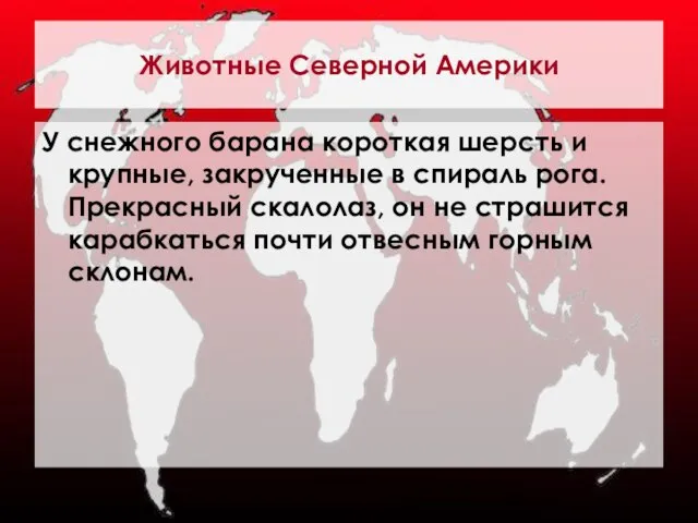 Животные Северной Америки У снежного барана короткая шерсть и крупные, закрученные в