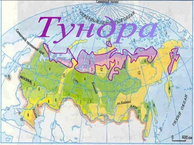 Тундра