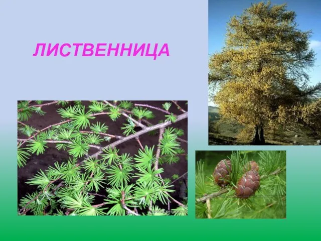 ЛИСТВЕННИЦА