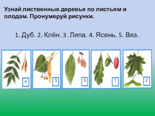 Узнай лиственные деревья по листьям и плодам. Пронумеруй рисунки. 1. Дуб. 2.