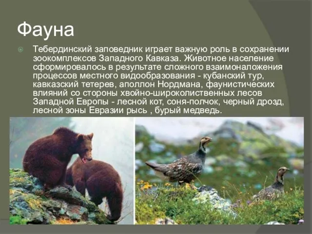 Фауна Тебердинский заповедник играет важную роль в сохранении зоокомплексов Западного Кавказа. Животное