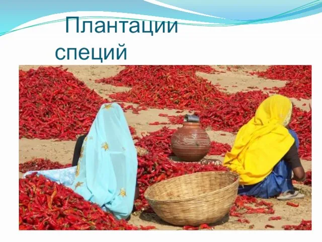 Плантации специй