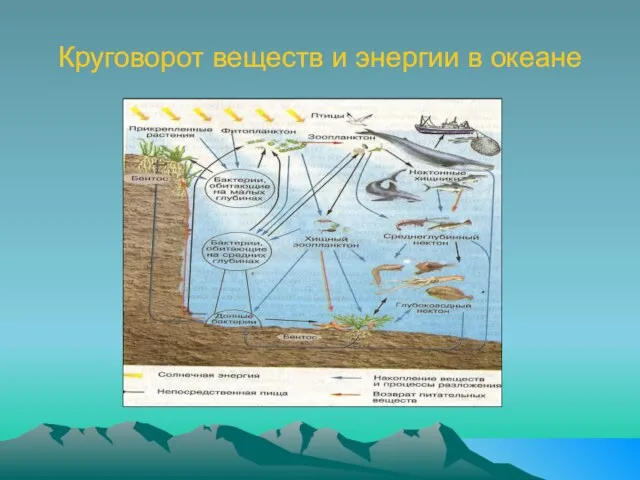 Круговорот веществ и энергии в океане Обмен веществ и энергии в океане