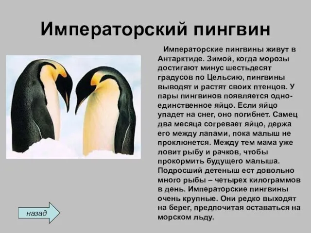 Императорский пингвин Императорские пингвины живут в Антарктиде. Зимой, когда морозы достигают минус