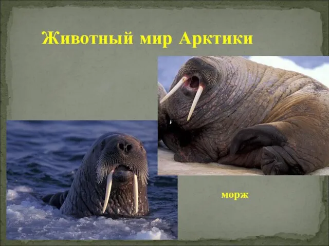 Животный мир Арктики морж