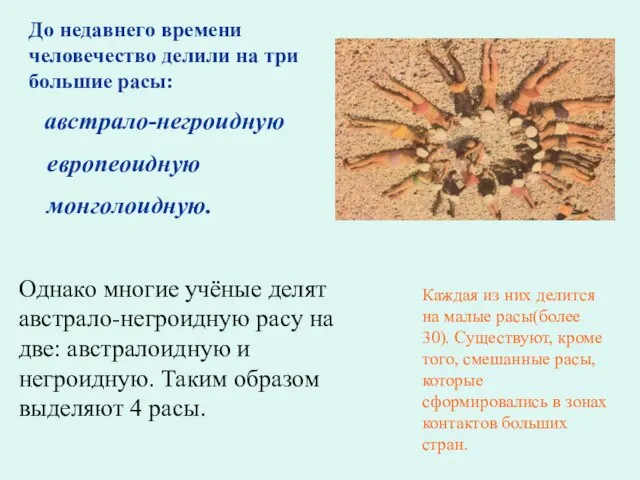 До недавнего времени человечество делили на три большие расы: австрало-негроидную европеоидную монголоидную.