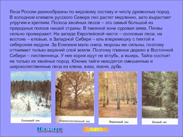 Леса России разнообразны по видовому составу и числу древесных пород. В холодном