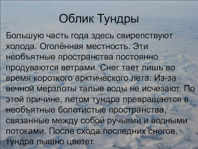 Облик Тундры Большую часть года здесь свирепствуют холода. Оголённая местность. Эти необъятные