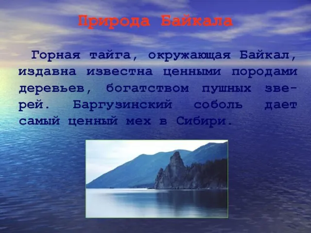 Природа Байкала Горная тайга, окружающая Байкал, издавна известна ценными породами деревьев, богатством