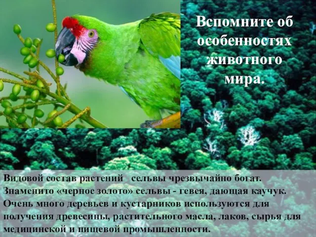 Видовой состав растений сельвы чрезвычайно богат. Знаменито «черное золото» сельвы - гевея,