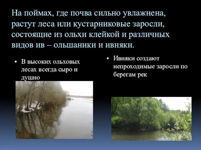 На поймах, где почва сильно увлажнена, растут леса или кустарниковые заросли, состоящие