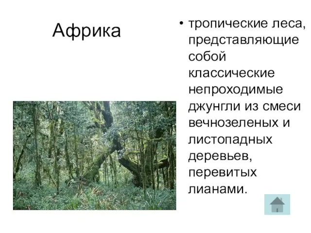 Африка тропические леса, представляющие собой классические непроходимые джунгли из смеси вечнозеленых и листопадных деревьев, перевитых лианами.