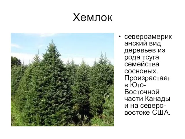 Хемлок североамериканский вид деревьев из рода тсуга семейства сосновых. Произрастает в Юго-Восточной