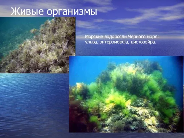 Живые организмы Морские водоросли Черного моря: ульва, энтероморфа, цистозейра.