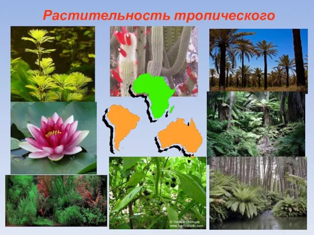 Растительность тропического пояса