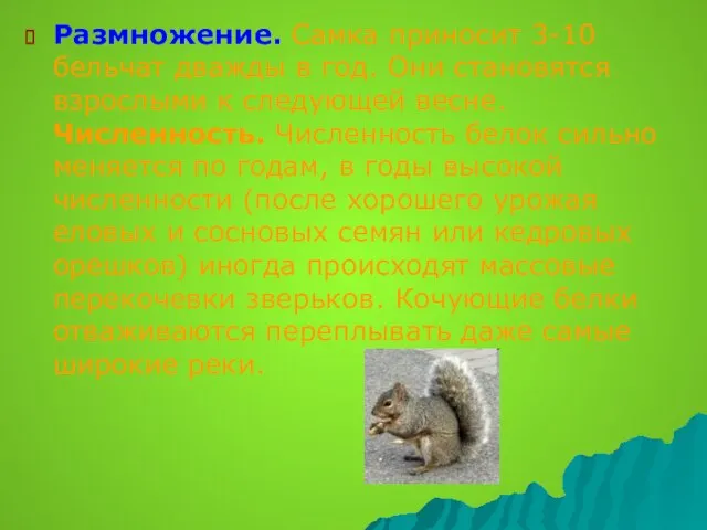 Размножение. Самка приносит 3-10 бельчат дважды в год. Они становятся взрослыми к