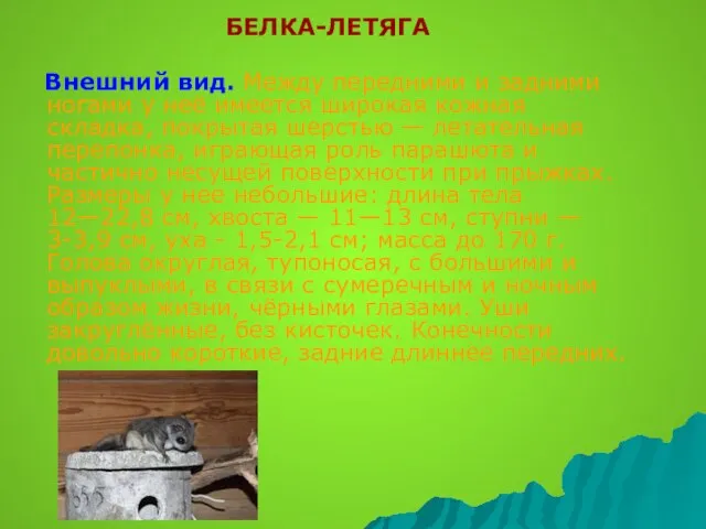 БЕЛКА-ЛЕТЯГА Внешний вид. Между передними и задними ногами у неё имеется широкая