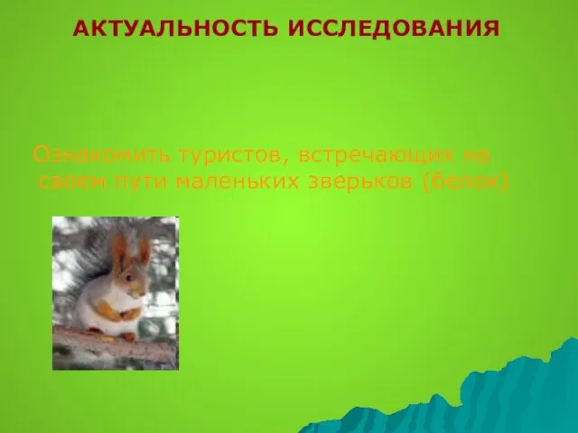 АКТУАЛЬНОСТЬ ИССЛЕДОВАНИЯ Ознакомить туристов, встречающих на своем пути маленьких зверьков (белок)