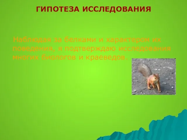 ГИПОТЕЗА ИССЛЕДОВАНИЯ Наблюдая за белками и характером их поведения, я подтверждаю исследования многих биологов и краеведов.