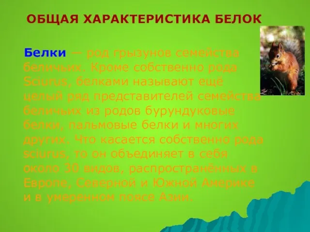 ОБЩАЯ ХАРАКТЕРИСТИКА БЕЛОК Белки — род грызунов семейства беличьих. Кроме собственно рода