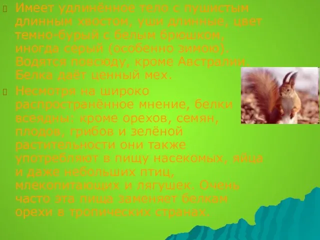 Имеет удлинённое тело с пушистым длинным хвостом, уши длинные, цвет темно-бурый с